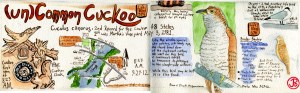 Cuckoo