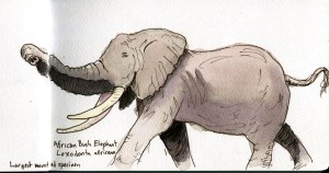 Elephant