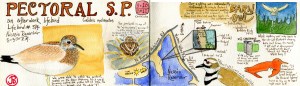 Pectoral