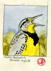 meadowlark