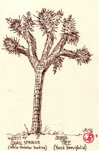 joshua-treetree