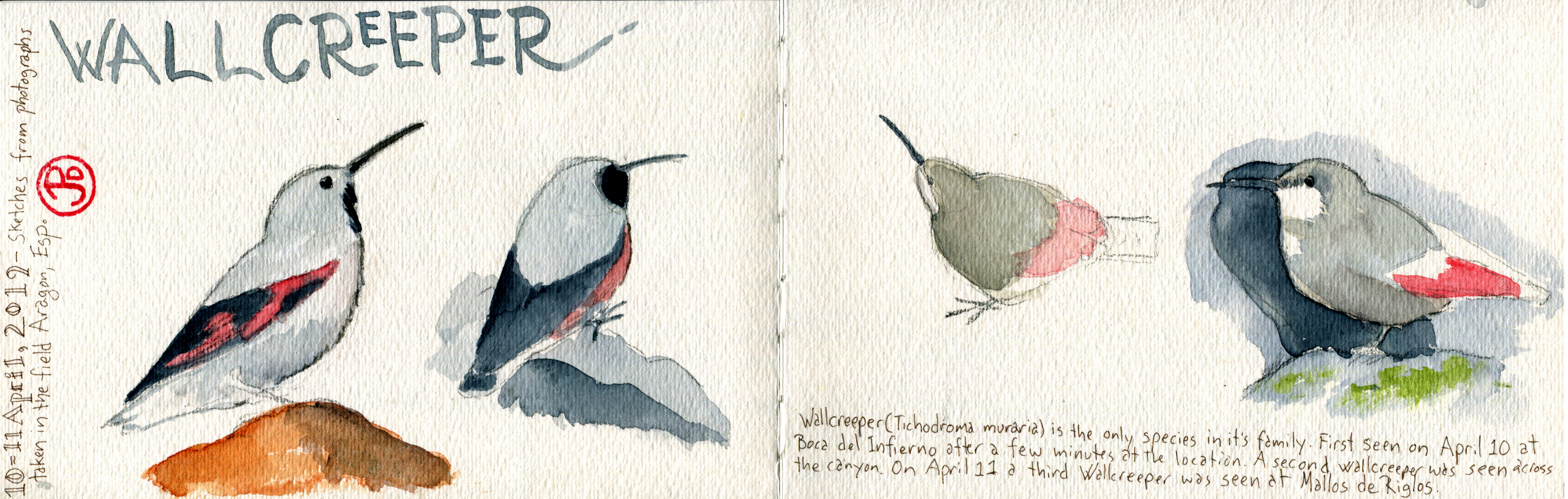 Wallcreeper 2
