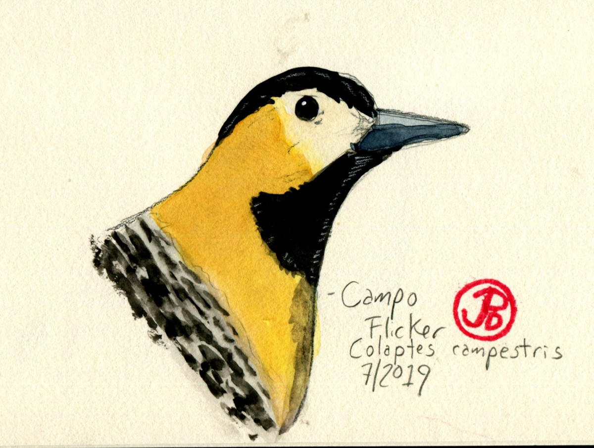 Campo flicker