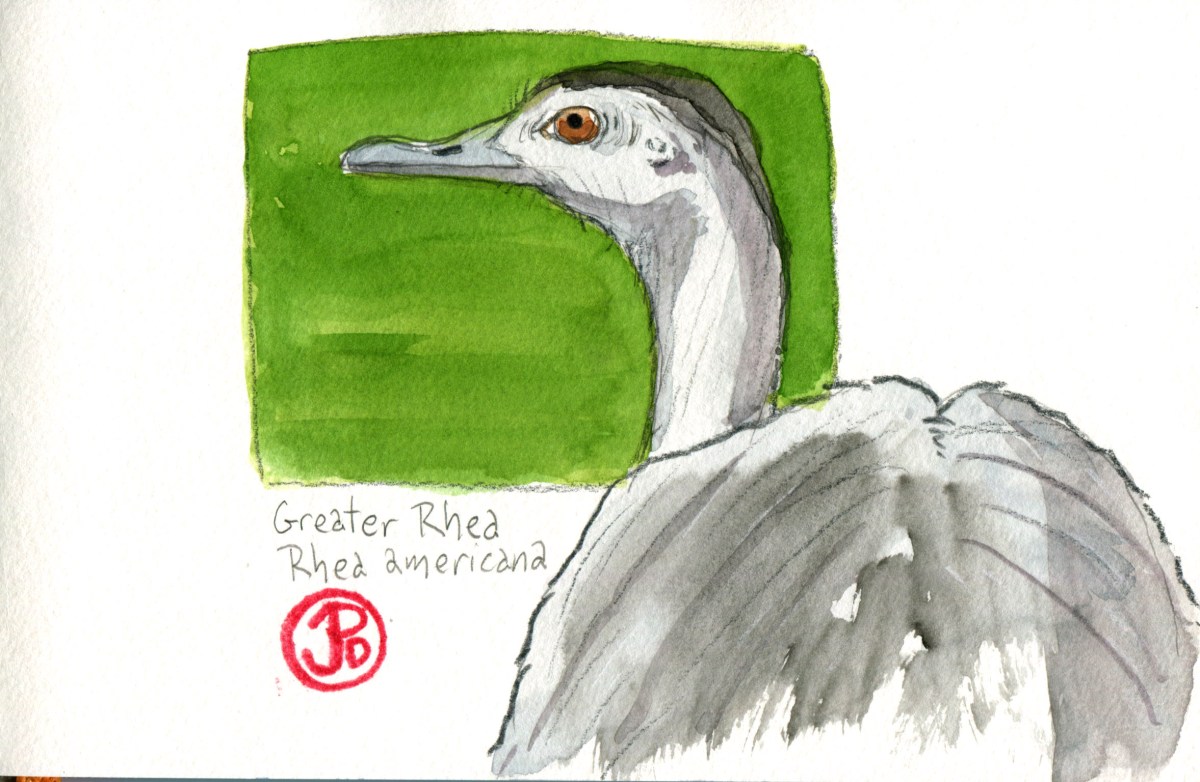 Greater Rhea