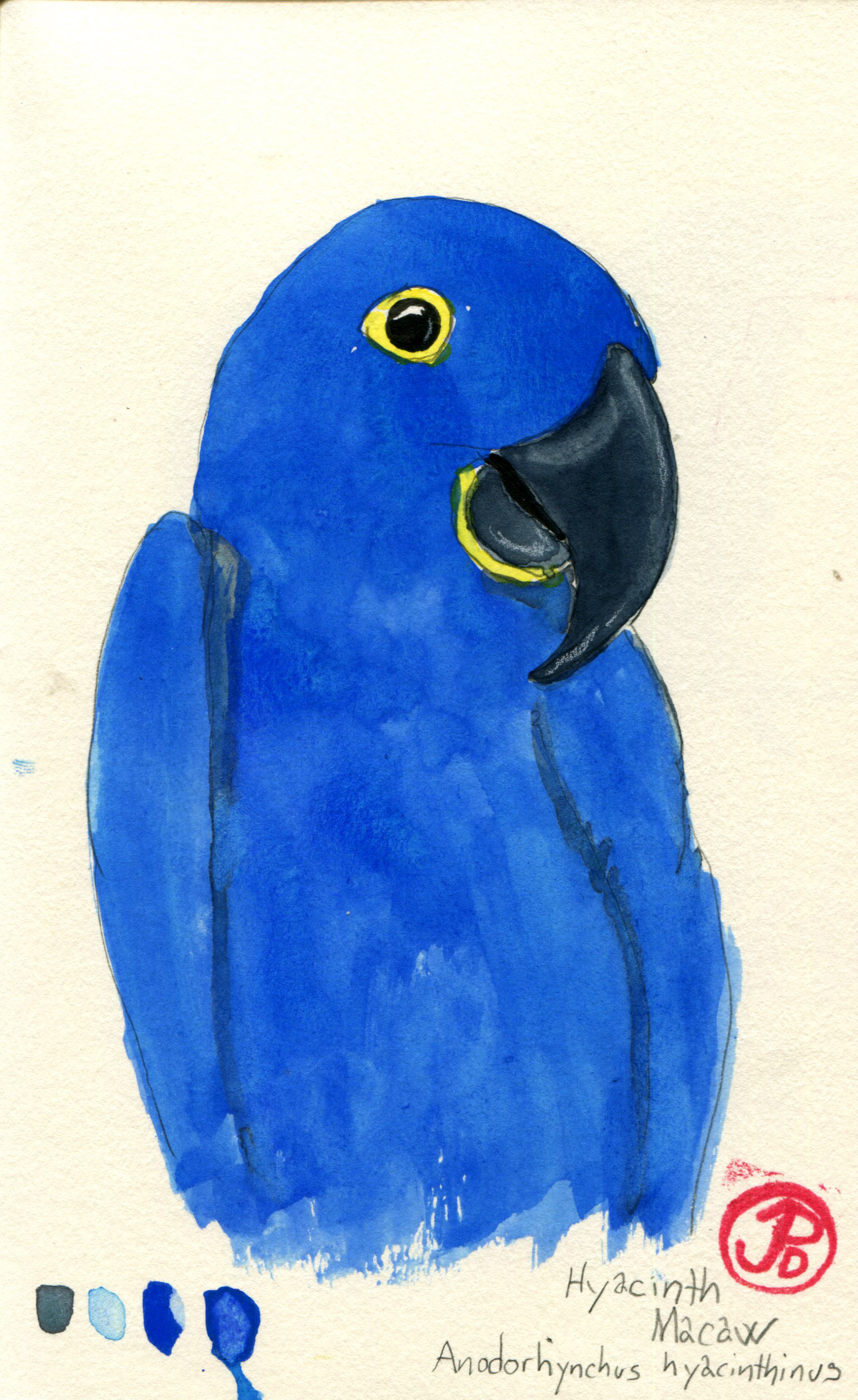 Hyacinth Macaw