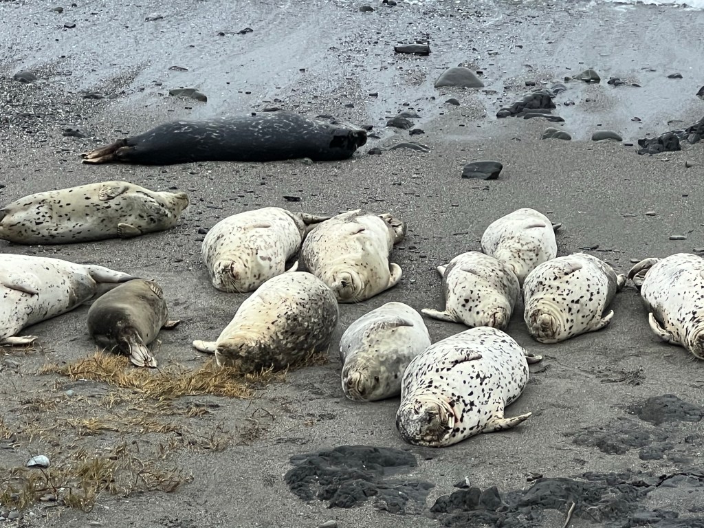 Seals of Sea Ranch – Corvid Sketcher